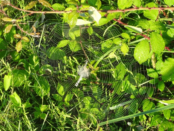 2014-08-17 (forêt-Airesuradour)-02