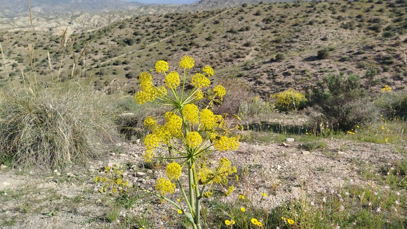 2025-04-09-SantaFe-Alboloduy- (37)