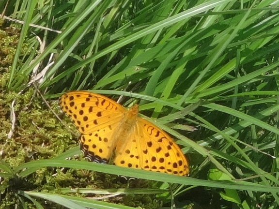 2014-07-25-Rizières05