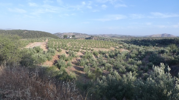 2019-06-13-Alcaudete-Baena-14