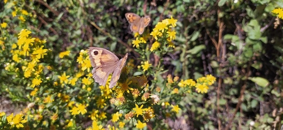 2020-09-21-Mozarabe-SM-41 (Grimaldo-Galisteo)