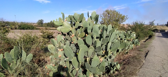2020-09-22-Mozarabe-SM-02 (Galisteo-Carcaboso)