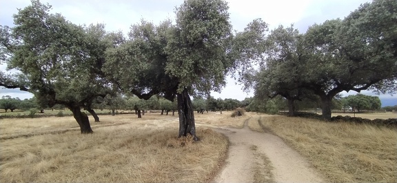 2020-09-23-Mozarabe-SM-14 (Carcaboso-Caparra)