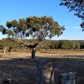 2020-09-28-Mozarabe-SM-06 (Calzada-Fuenterobble)
