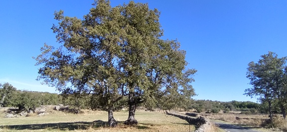 2020-09-28-Mozarabe-SM-21 (Calzada-Fuenterobble)