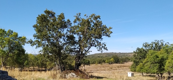 2020-09-28-Mozarabe-SM-22 (Calzada-Fuenterobble)