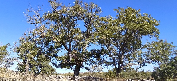 2020-09-28-Mozarabe-SM-23 (Calzada-Fuenterobble)