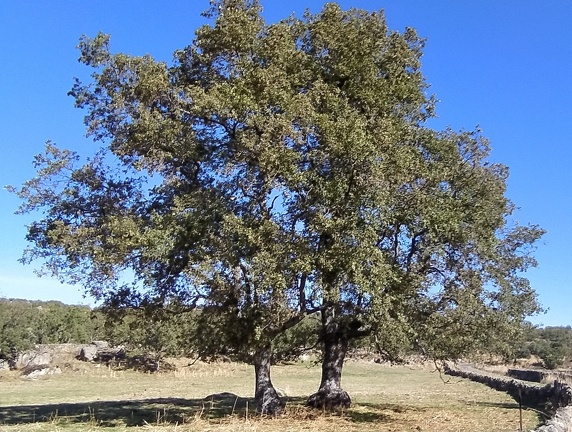 2020-09-28-Mozarabe-SM-42 (Calzada-Fuenterobble)