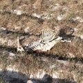 2020-09-29-Mozarabe-SM-15 (Fuenterobble-Pedrosillo)