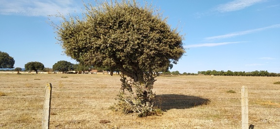 2020-09-29-Mozarabe-SM-18 (Fuenterobble-Pedrosillo)