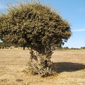 2020-09-29-Mozarabe-SM-18 (Fuenterobble-Pedrosillo)