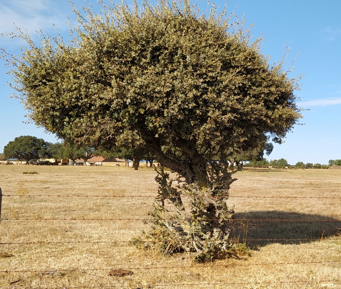 2020-09-29-Mozarabe-SM-24 (Fuenterobble-Pedrosillo).jpg