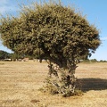 2020-09-29-Mozarabe-SM-24 (Fuenterobble-Pedrosillo)
