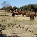 2020-09-29-Mozarabe-SM-27 (Fuenterobble-Pedrosillo)