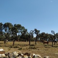 2020-09-29-Mozarabe-SM-29 (Fuenterobble-Pedrosillo)