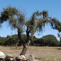2020-09-29-Mozarabe-SM-30 (Fuenterobble-Pedrosillo)