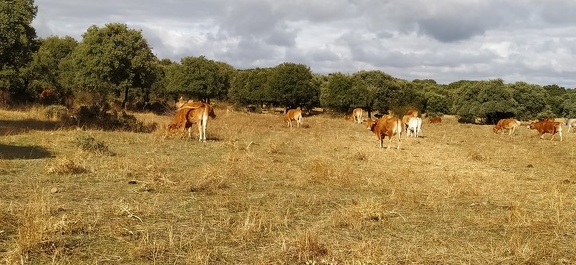 2020-10-01-Mozarabe-SM-16 (SanPedro-Salamanca)