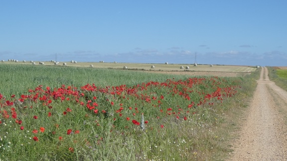 2021-05-25-Zamora-Montamarta-08