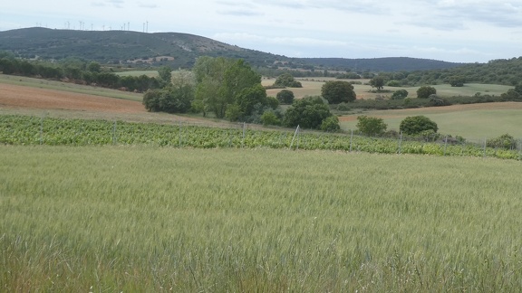 2021-05-27-Granja-nature-57