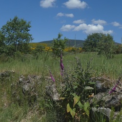 6-SANABRIA-SANTIAGO