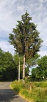 2021-06-12-VilarBarrio-Xunquiera-21