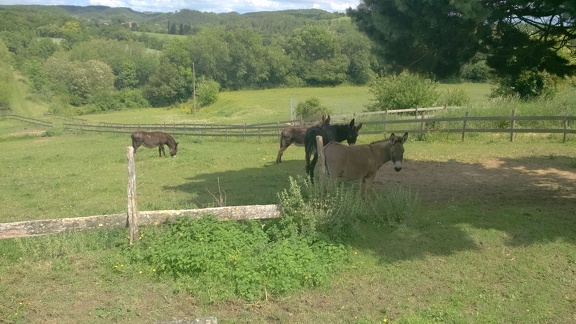 2016-05-30-Hounoux-Mirepoix19