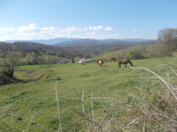 2017-04-10-Loubens-Montegut07
