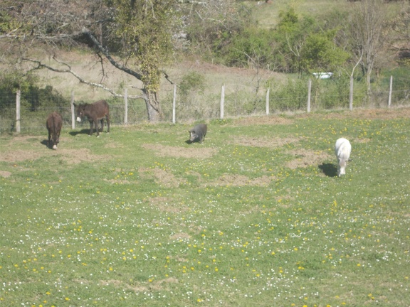 2017-04-10-Loubens-Montegut08