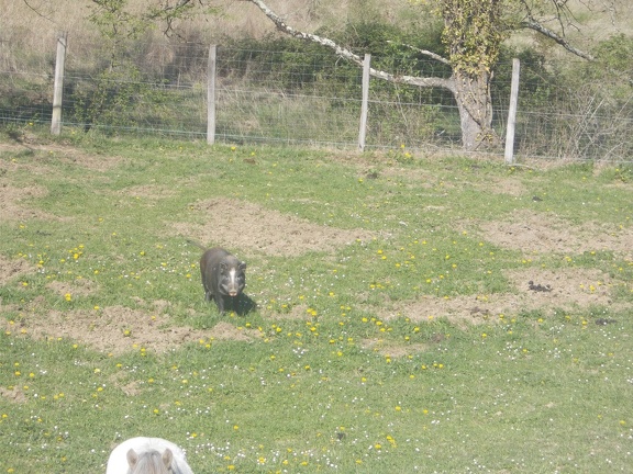 2017-04-10-Loubens-Montegut10