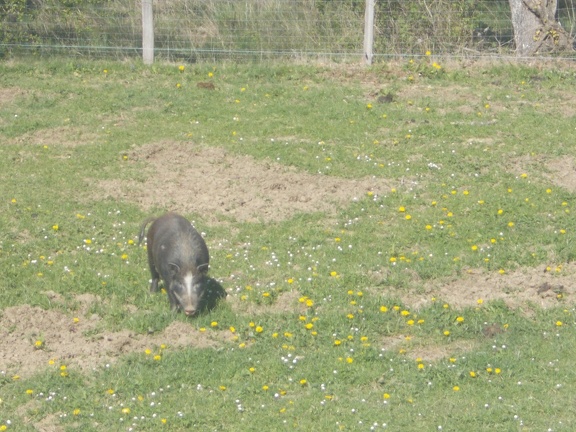 2017-04-10-Loubens-Montegut11
