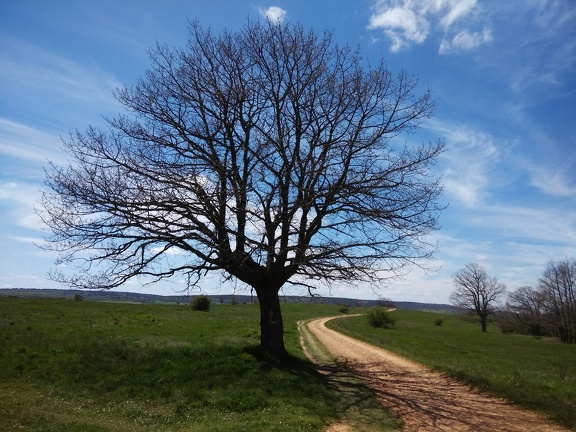 2015-05-06-Villafranca-ages38