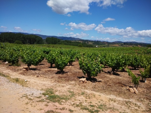 2015-05-30-Ponferrada-Cacabelos-07