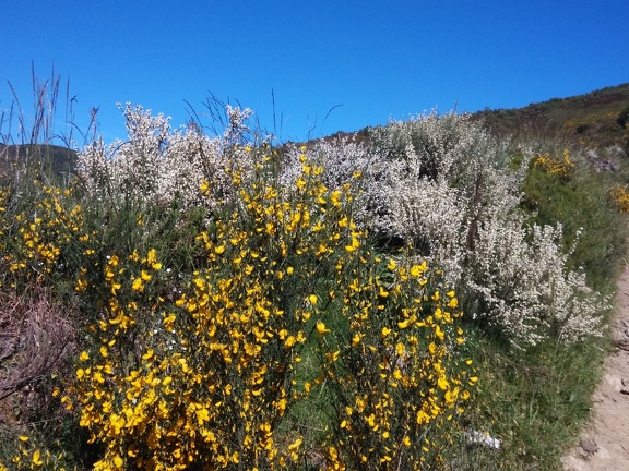 2015-06-02-Faba-OCebreiro-13
