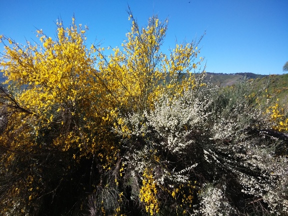2015-06-02-Faba-OCebreiro-16