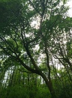 2018-05-10-Oloron-Eyzus40