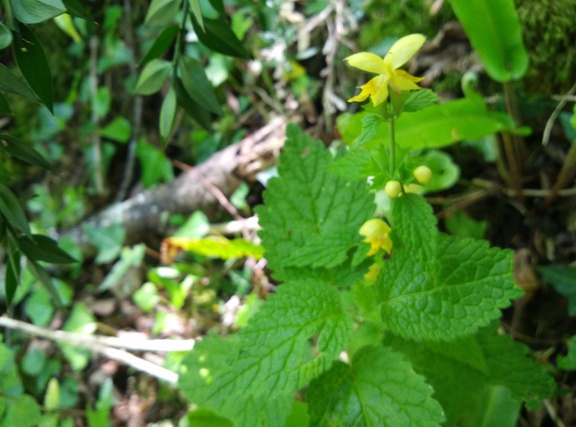 2018-05-11-Eysus-Sarrance37
