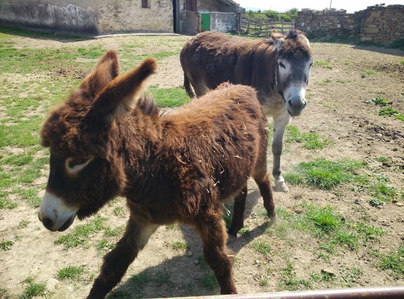 2018-05-18-Arres-Artieda35