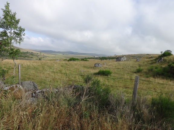 2013-08-09--Gentianes-Nasbinals05