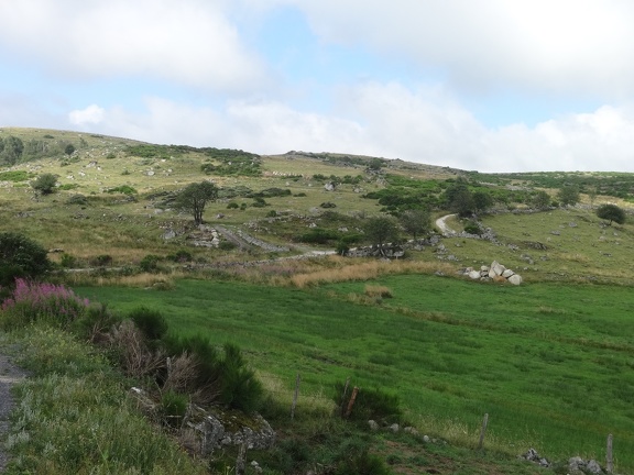 2013-08-09--Gentianes-Nasbinals06