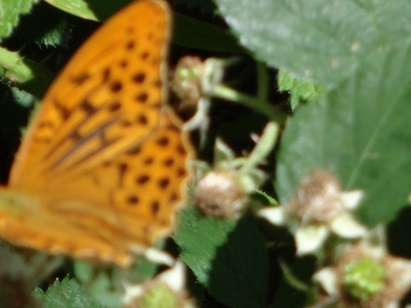 2013-08-10-Nasbinals-St Chely50