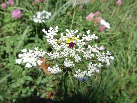 2013-08-21-St-Chély-St-Côme10