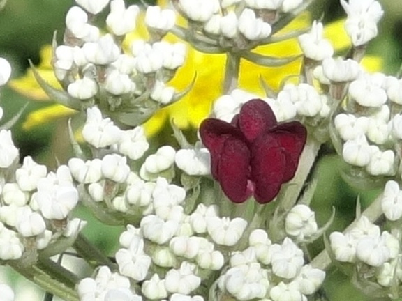 2013-08-21-St-Chély-St-Côme11