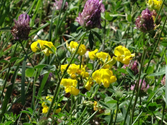 2013-08-21-St-Chély-St-Côme12
