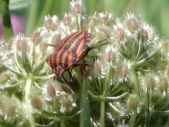 2013-08-21-St-Chély-St-Côme13