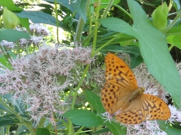 2013-08-21-St-Chély-St-Côme16