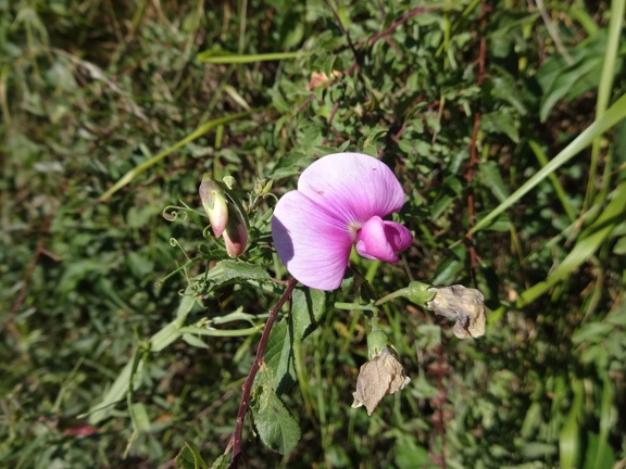 2013-08-21-St-Chély-St-Côme24