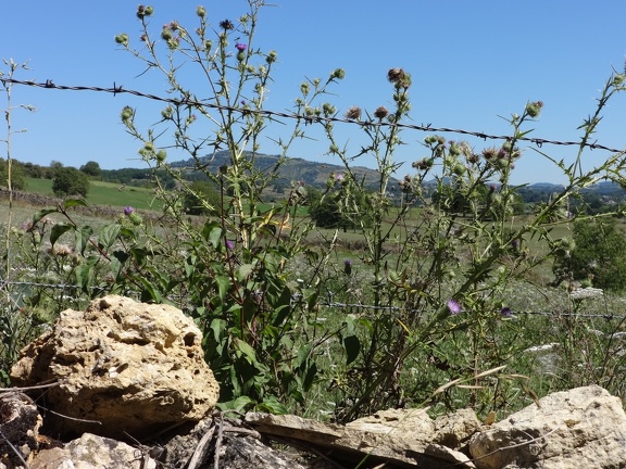 2013-08-21-St-Chély-St-Côme27