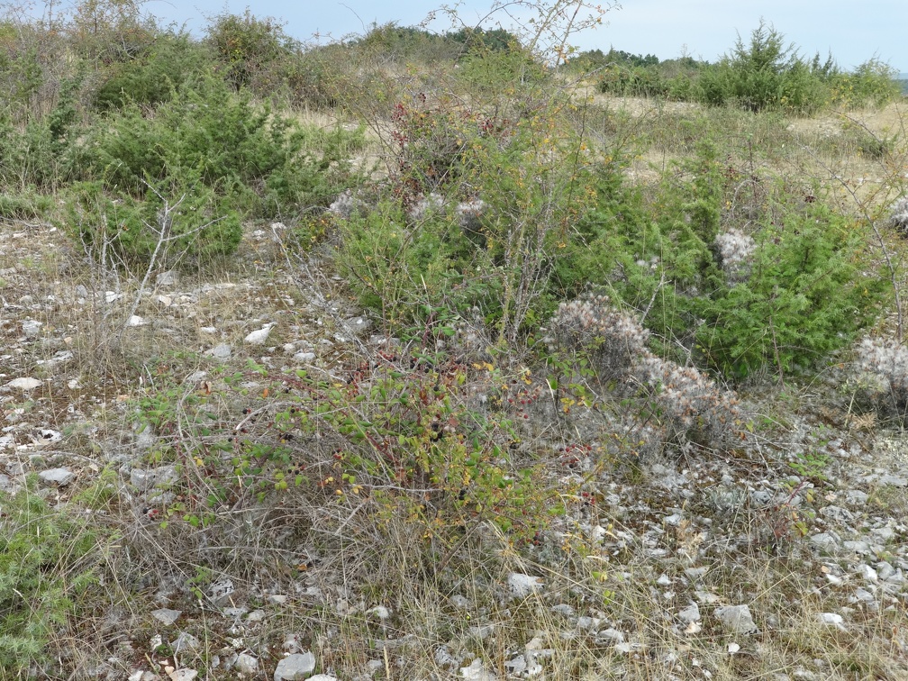 2013-09-06-Gréalou-Cajarc24