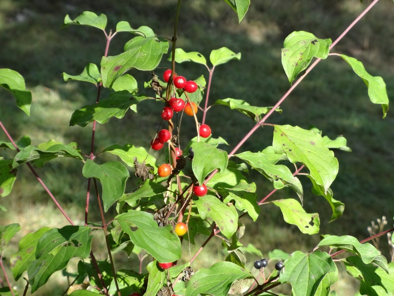 2013-09-09-MasdeVer-Cahors26.JPG