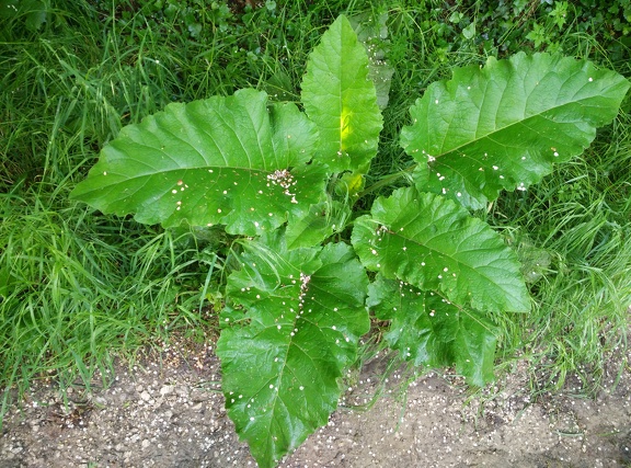 2018-05-24-Monreal-Tiebas09